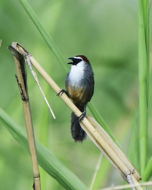 Chestnut-capped Babbler - ML619013574