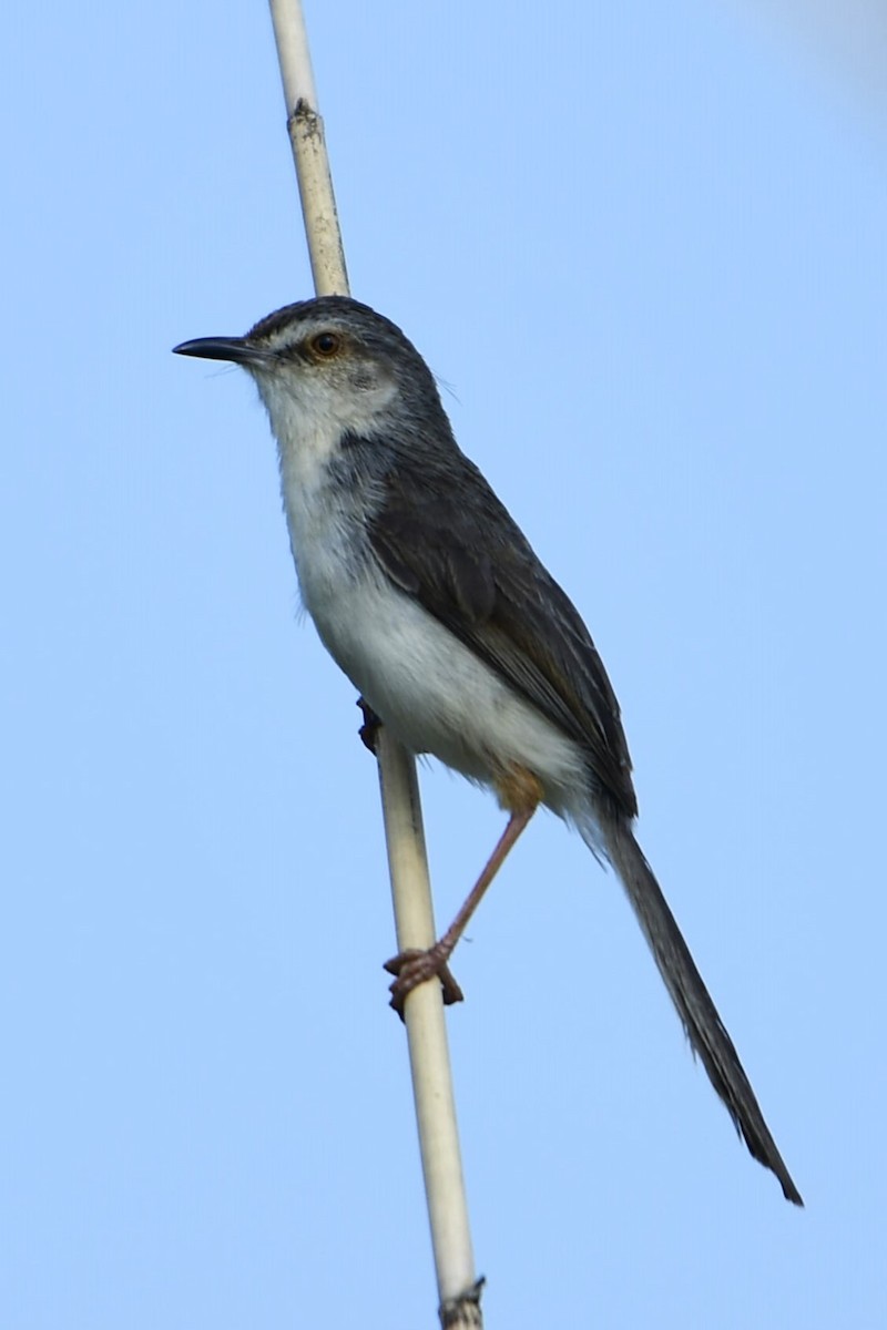 Prinia simple - ML619013594