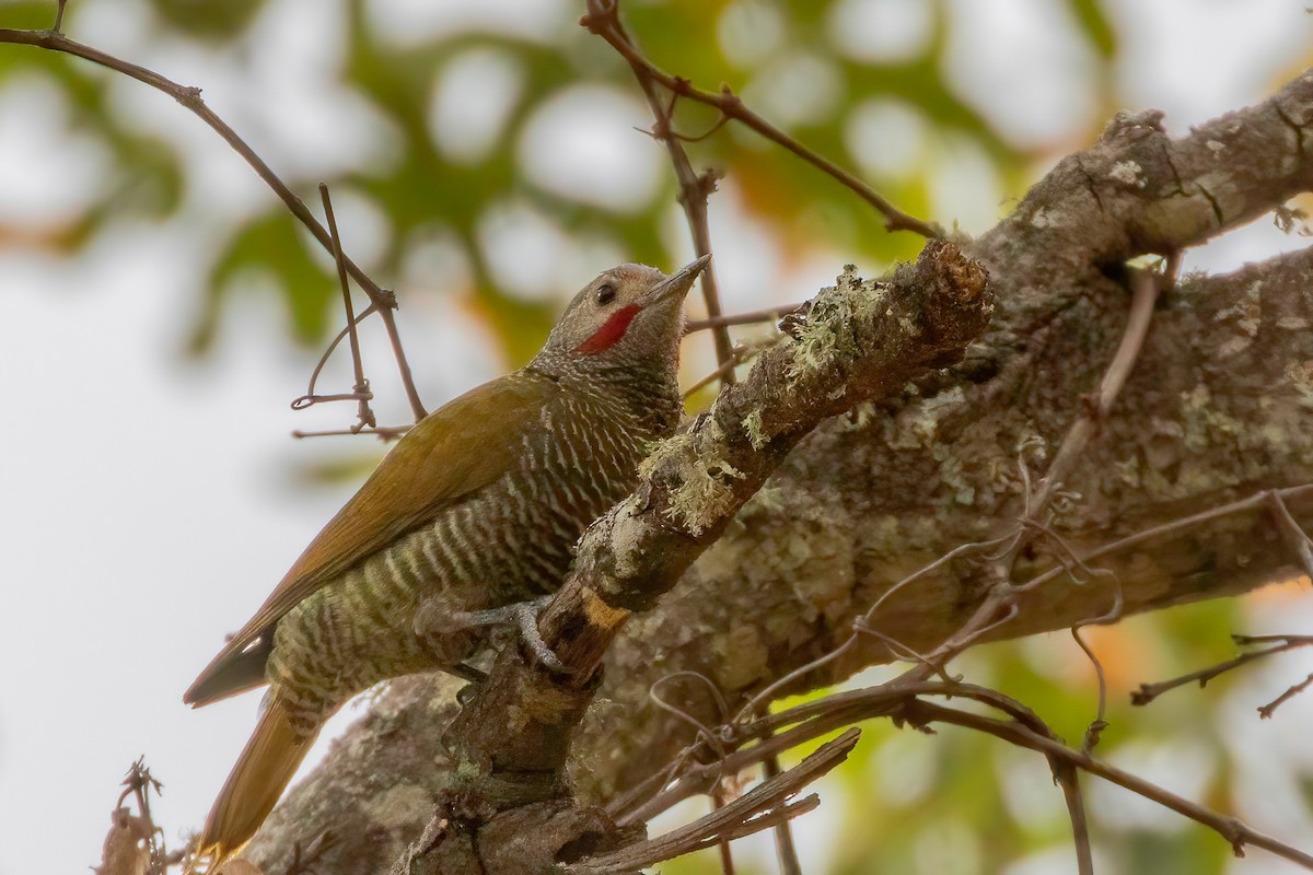 Gray-crowned Woodpecker - Fred Hochstaedter