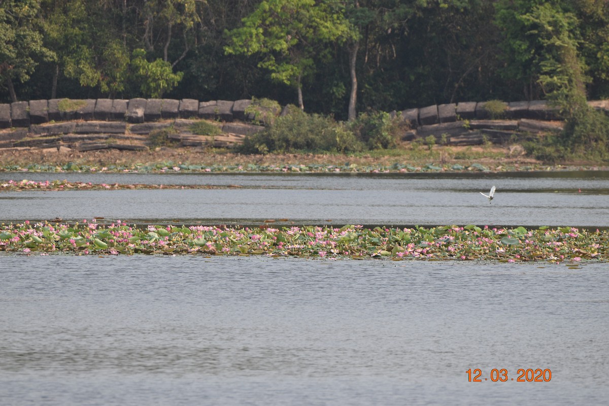 Javan Pond-Heron - Hitomi Ward