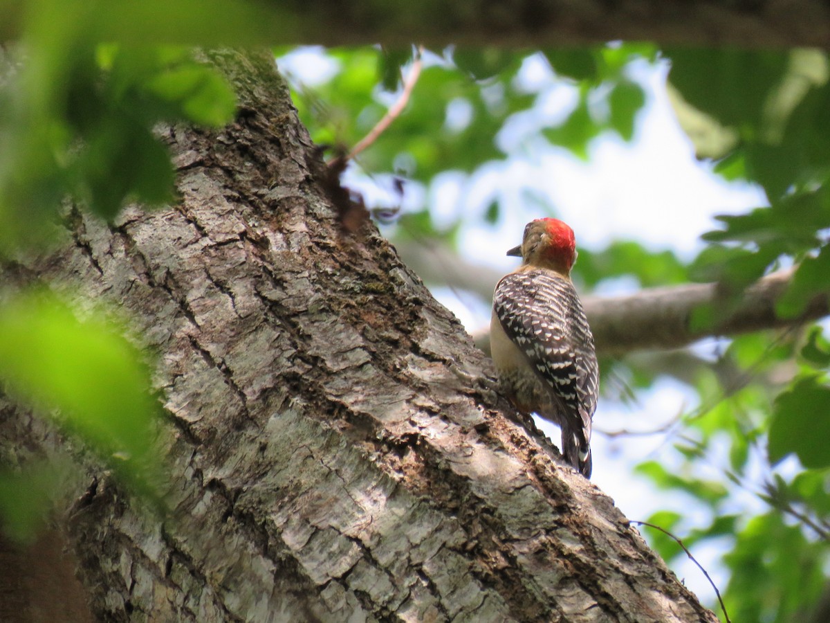 Red-crowned Woodpecker - ML619013686