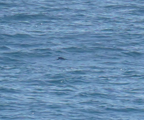 Peruvian Diving-Petrel - ML619013689