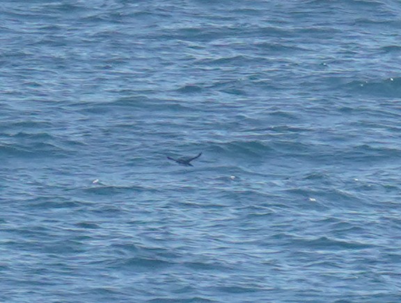 Peruvian Diving-Petrel - ML619013690