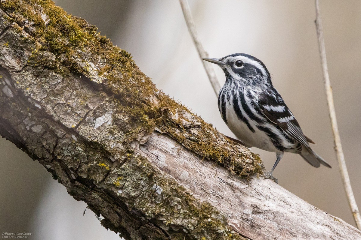 Black-and-white Warbler - Pierre Lemieux