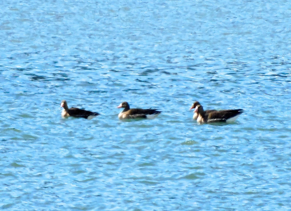 Greater White-fronted Goose - ML619013705