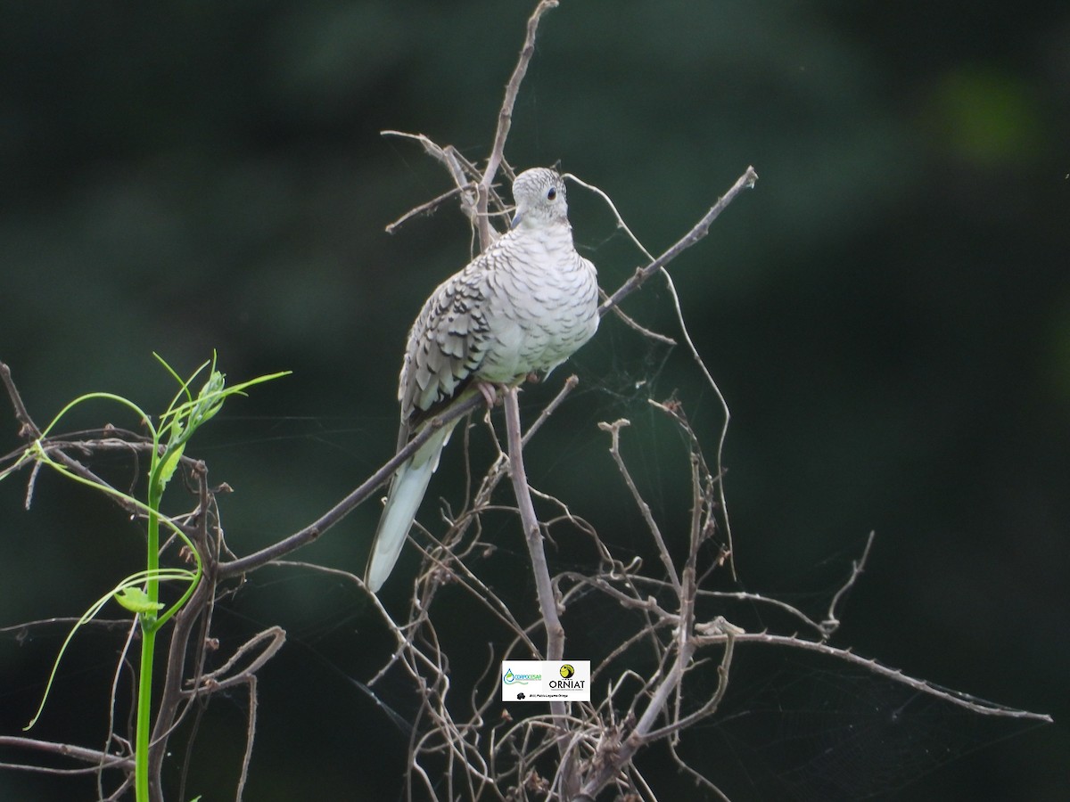 Scaled Dove - Pablo Cesar Lagares Ortega