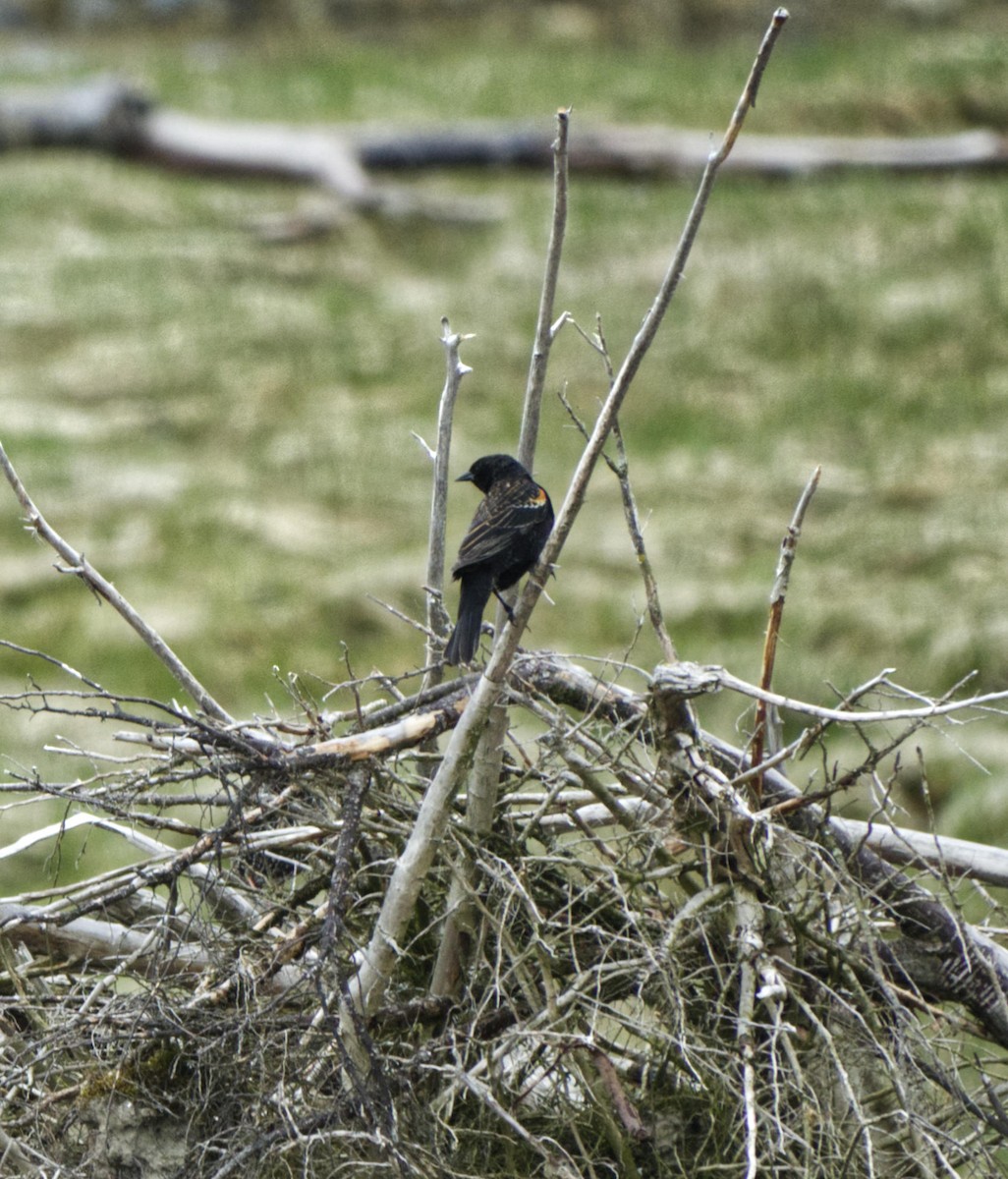 Red-winged Blackbird - Robin Rowland