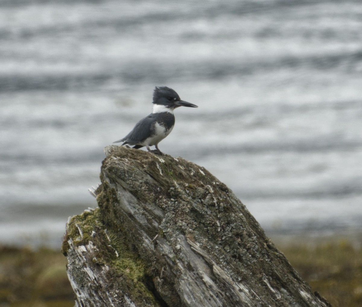 Belted Kingfisher - Robin Rowland