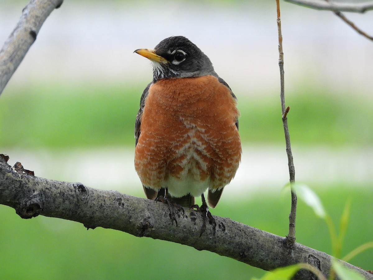 American Robin - Jeff Percell