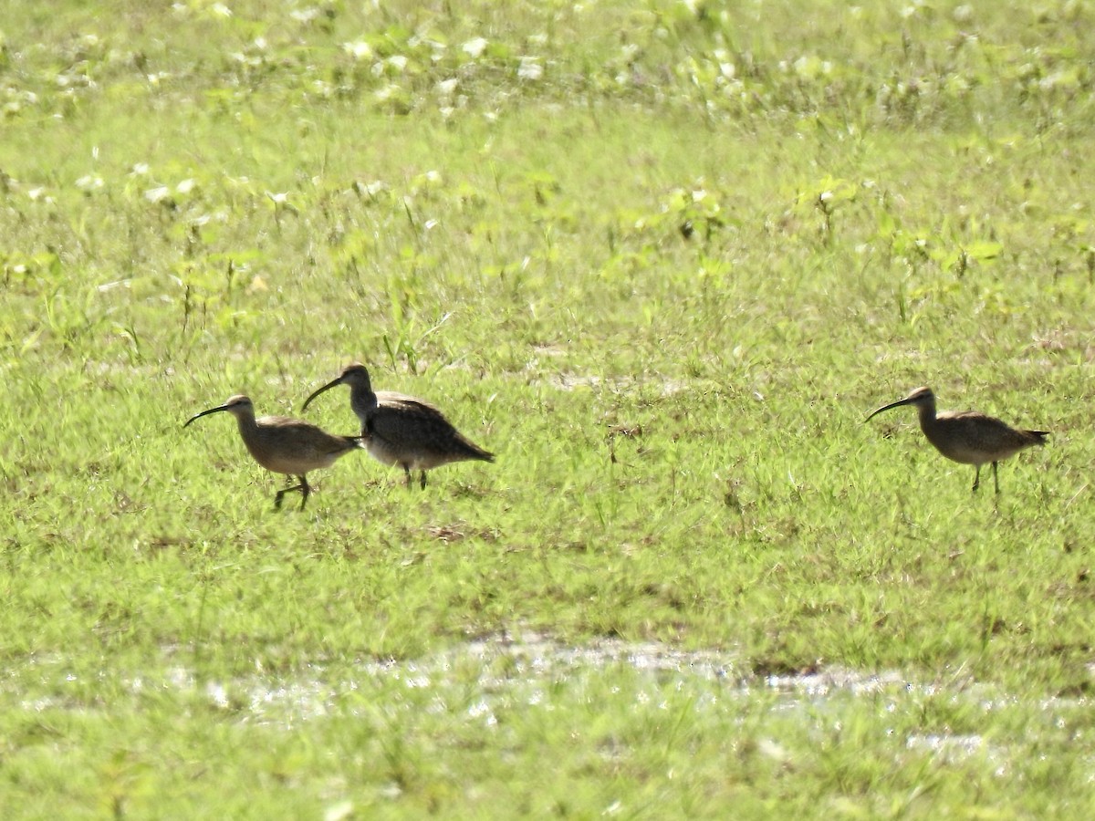 Whimbrel - ML619013787