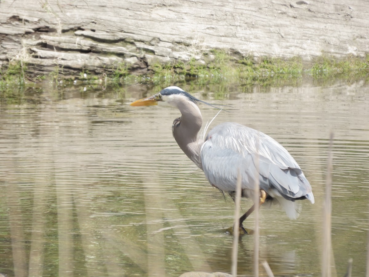 Great Blue Heron - ML619013837