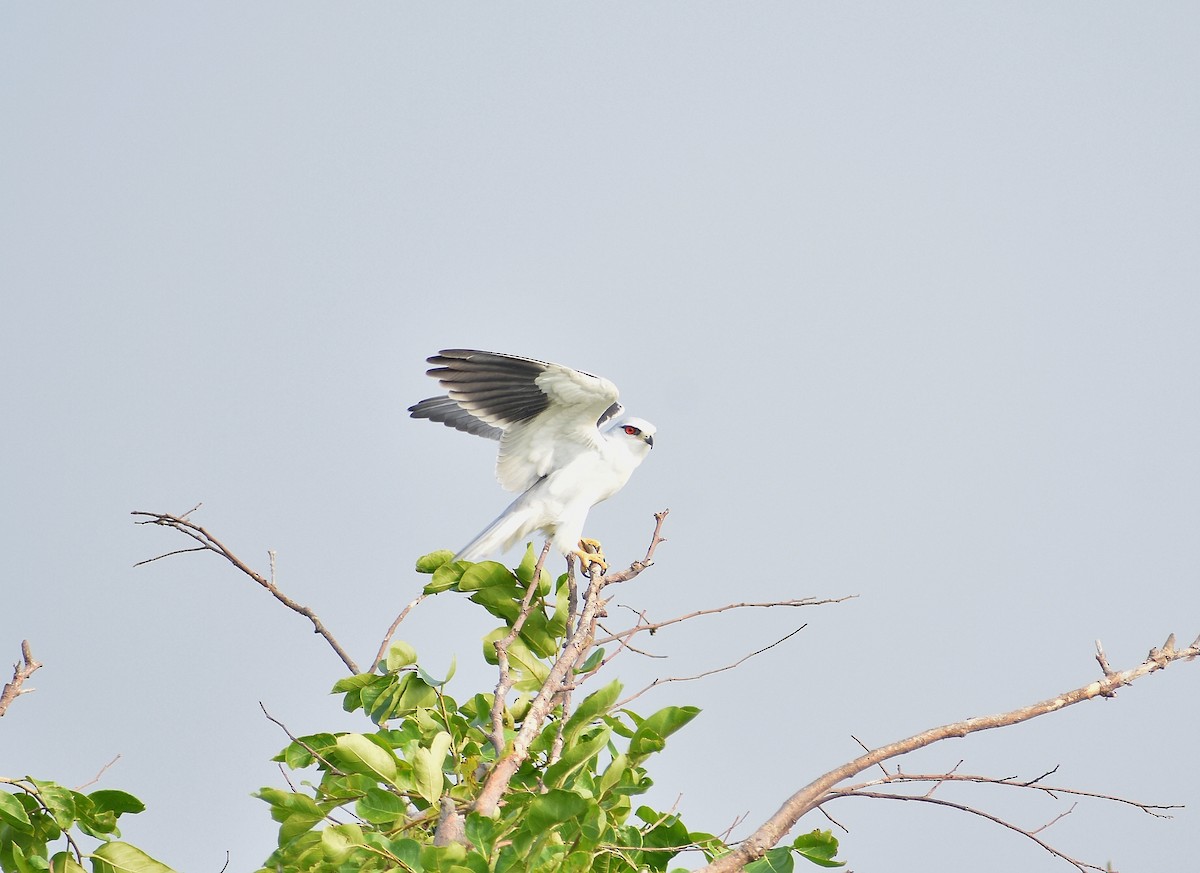 Black-winged Kite - Anand Birdlife