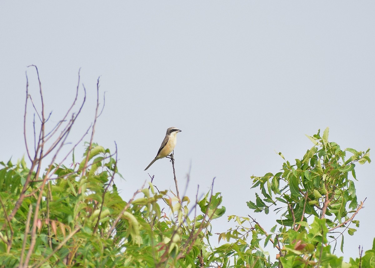 Brown Shrike - Anand Birdlife