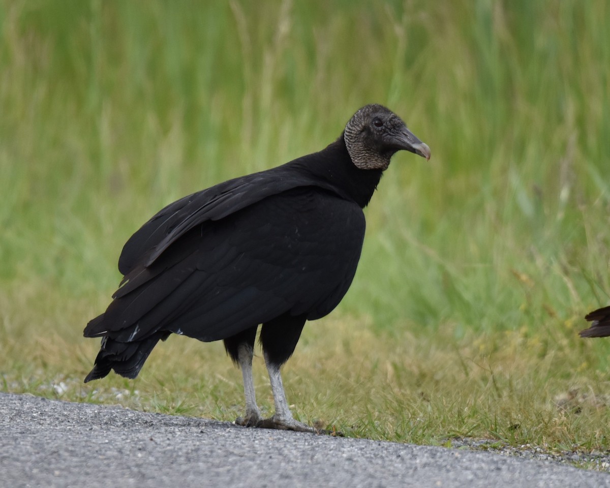 Black Vulture - Lynn Kohler