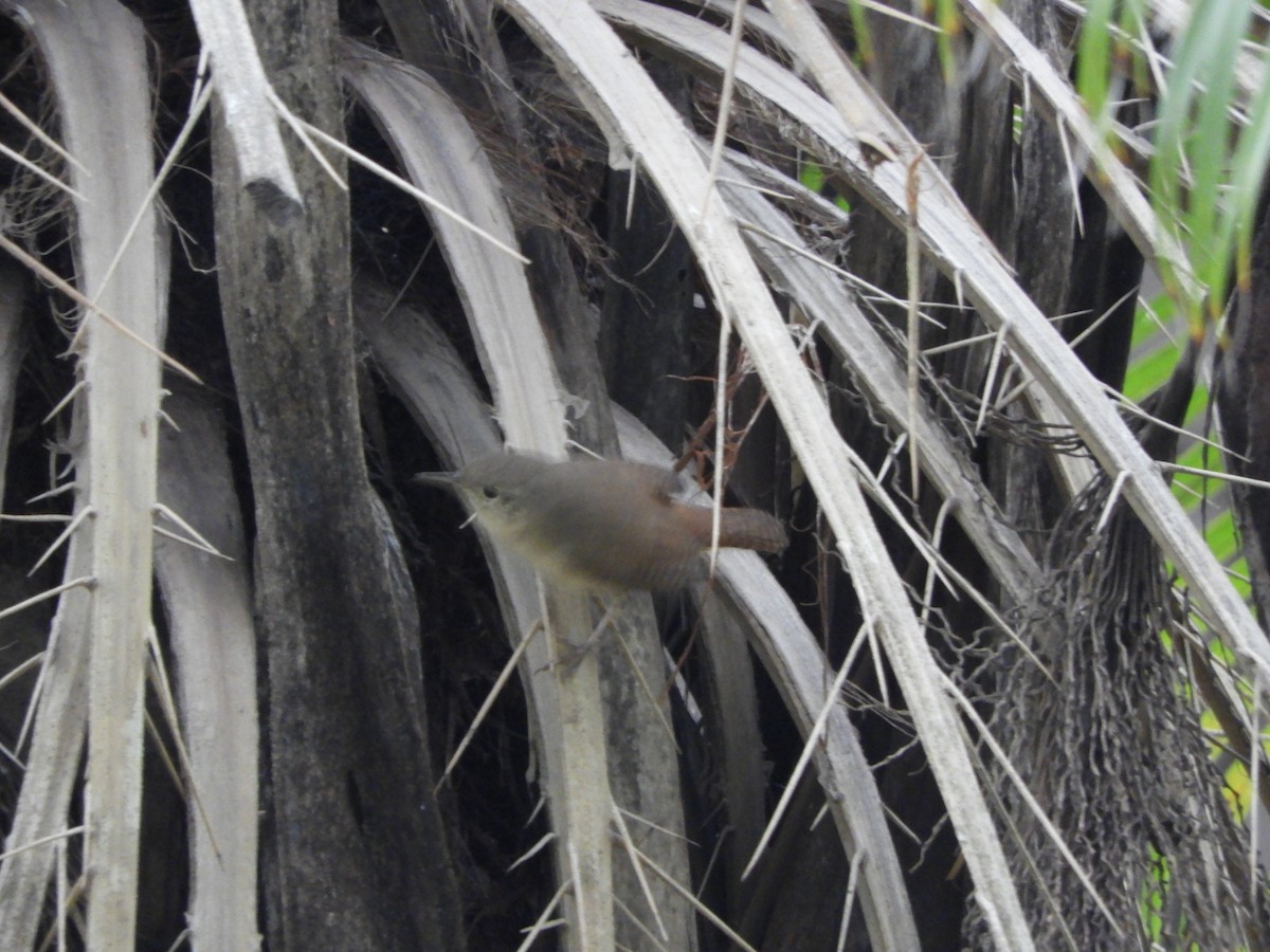 House Wren - ML619013893