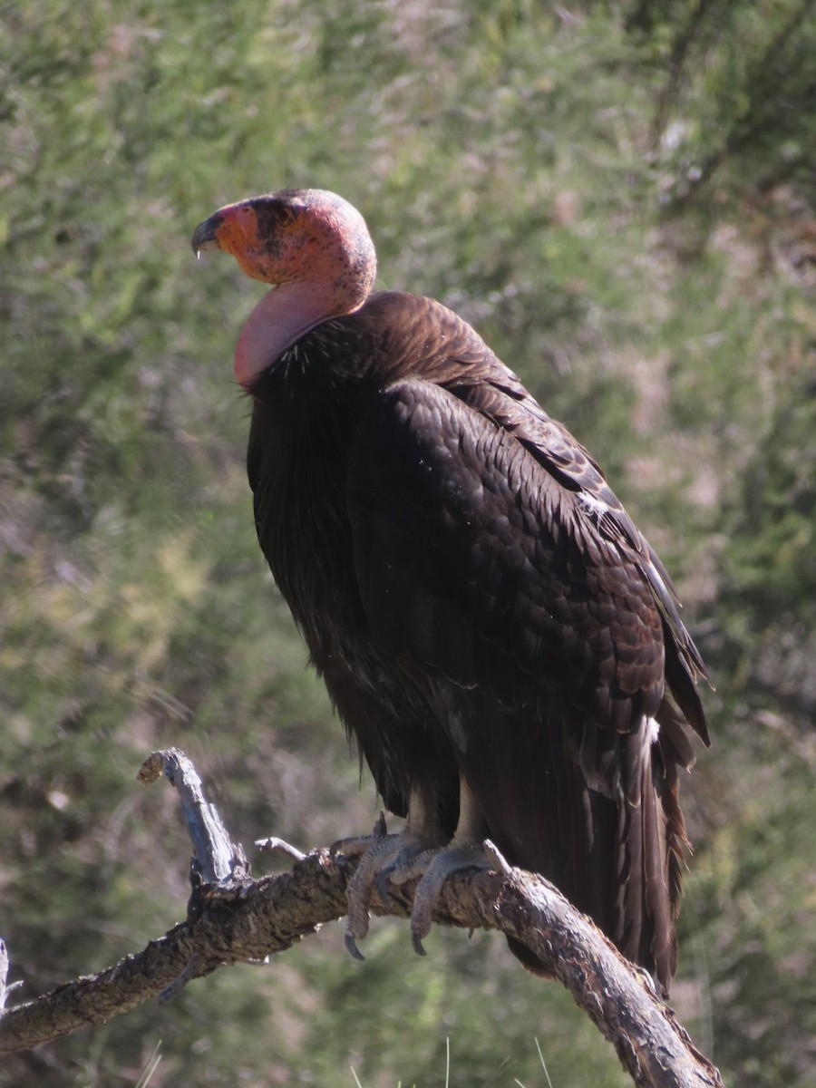 California Condor - Luca Cacciottolo