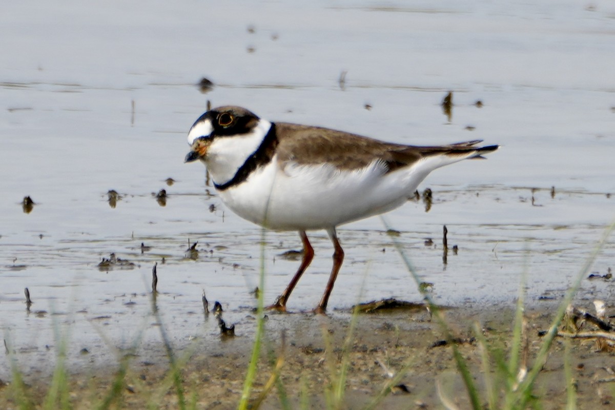 Semipalmated Plover - ML619013962