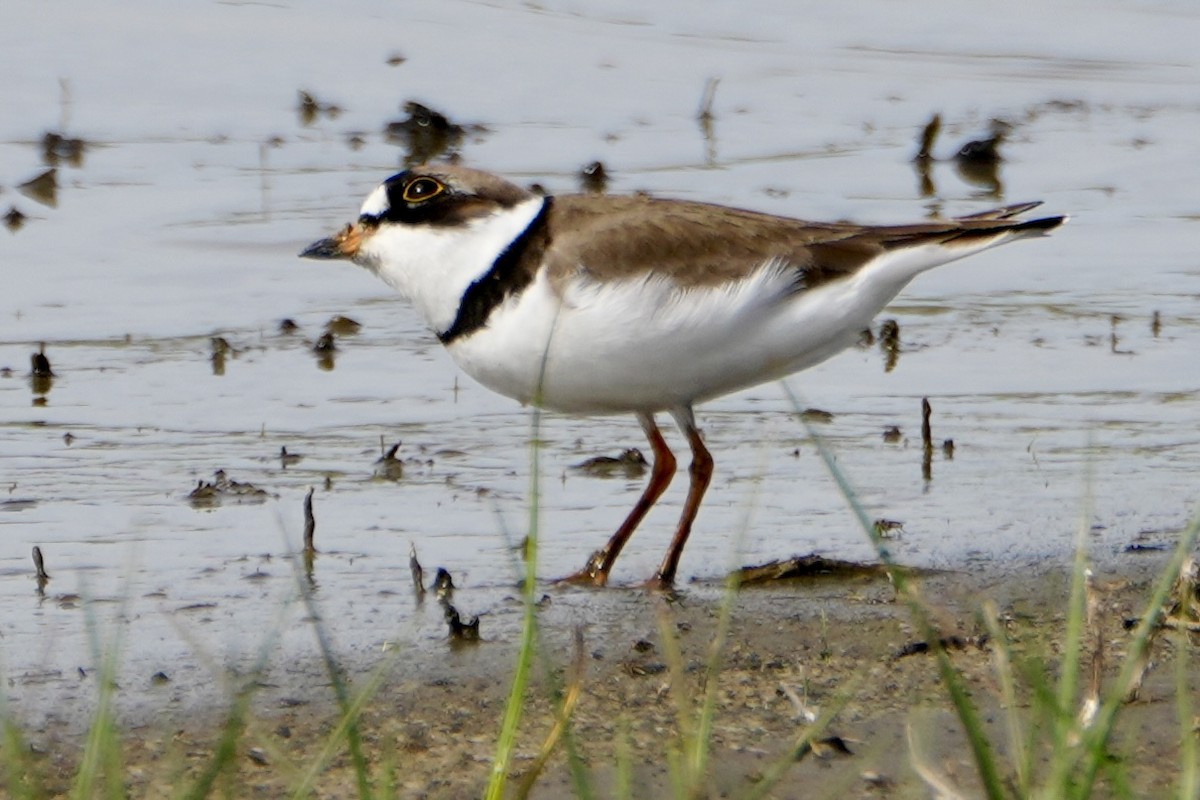 Semipalmated Plover - ML619013963