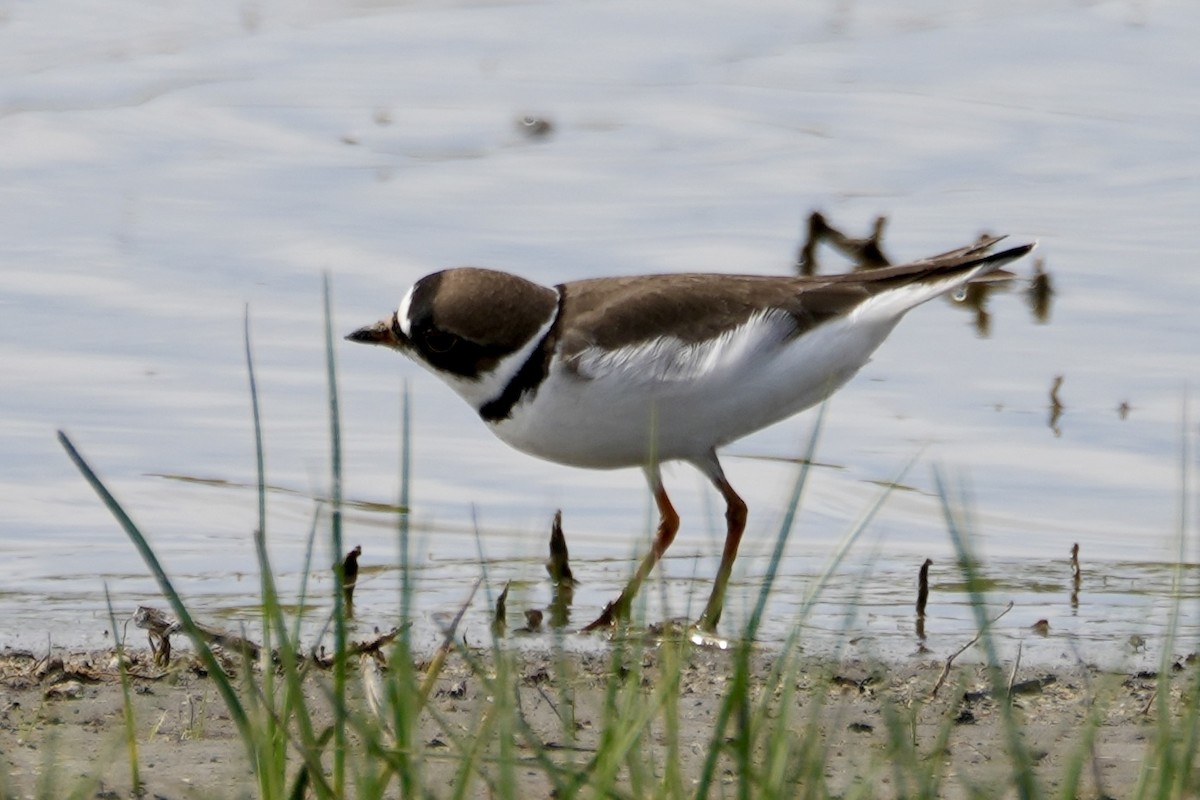 Semipalmated Plover - ML619013964