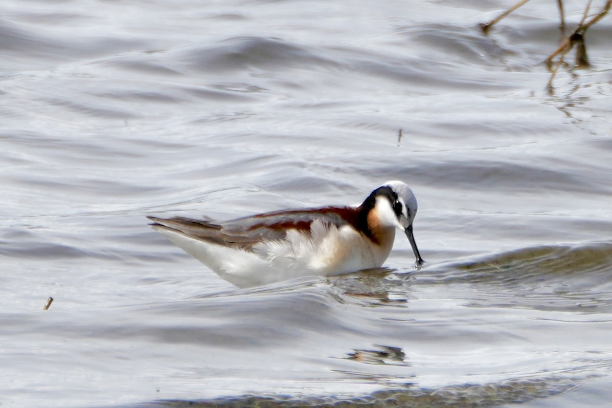 Wilson's Phalarope - Kevin Waggoner