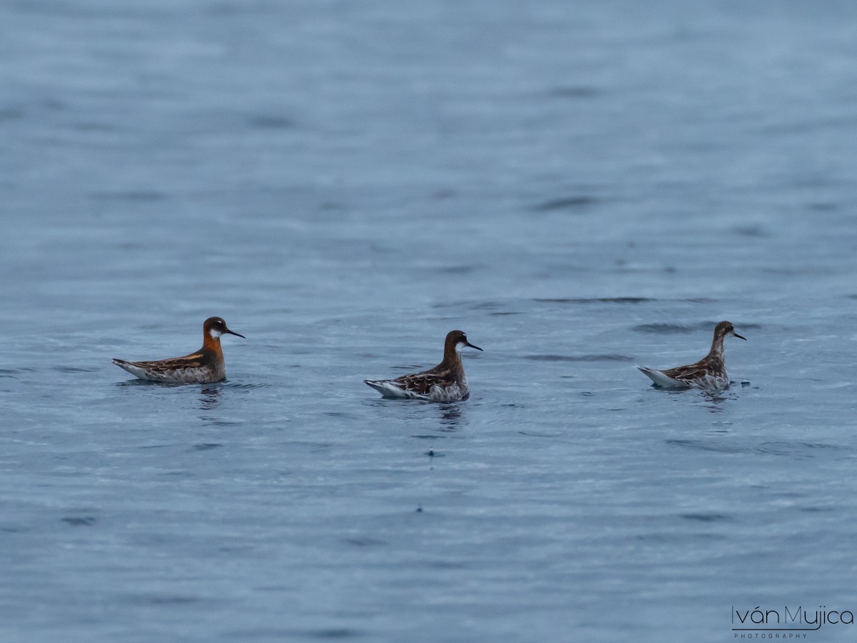 Red-necked Phalarope - ML619013995