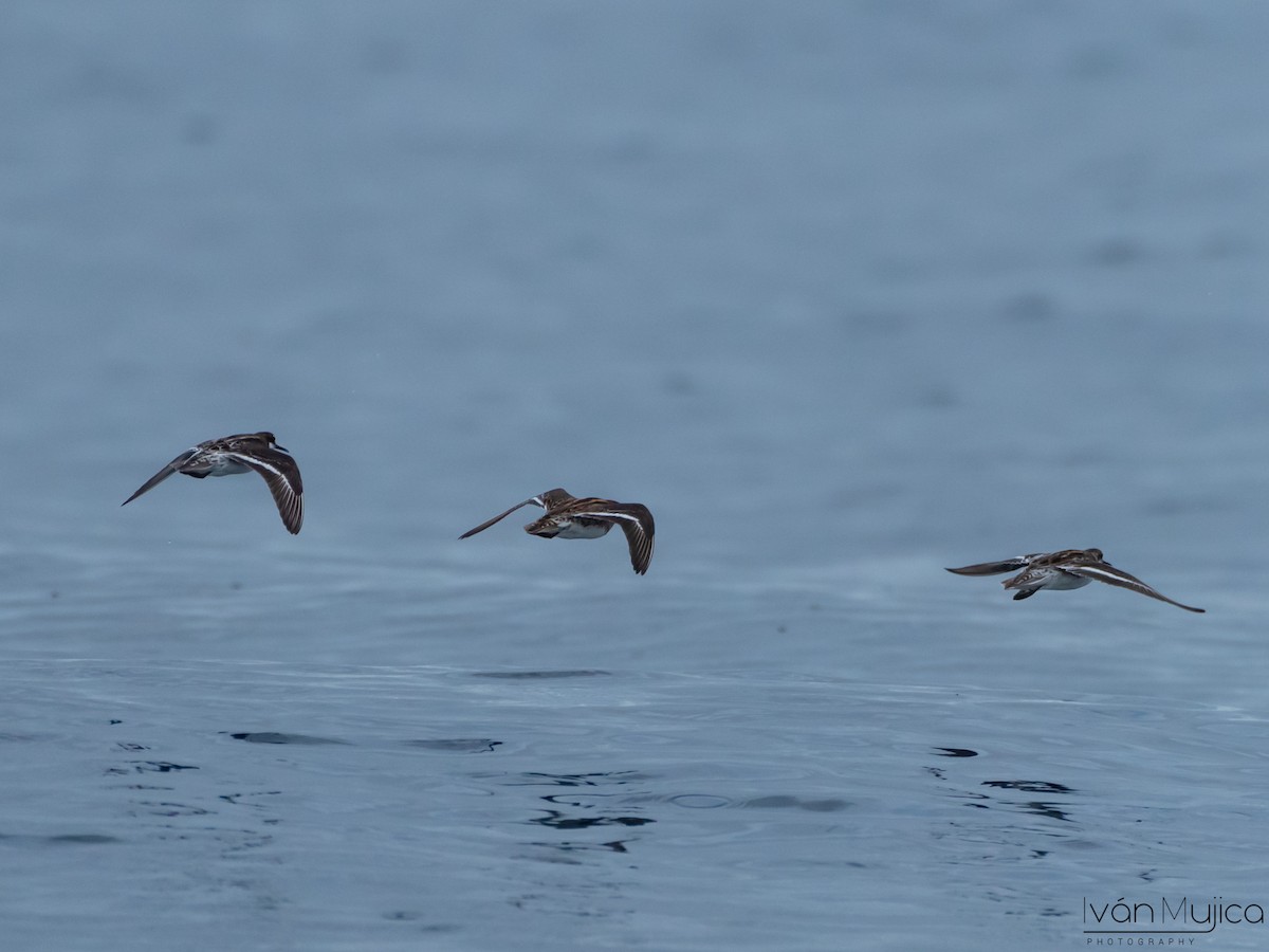 Red-necked Phalarope - ML619013996