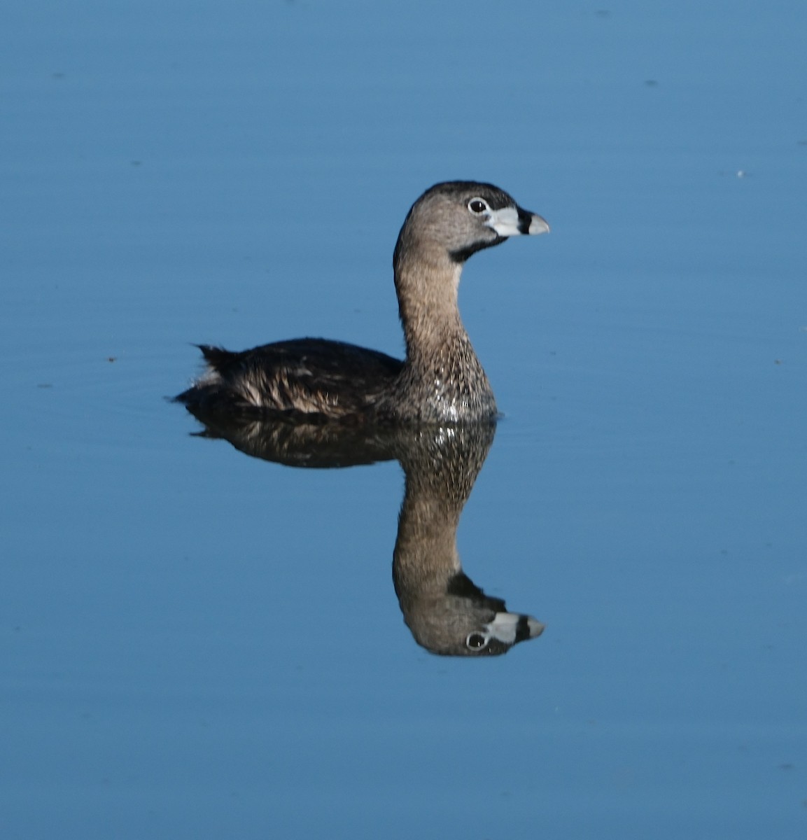 Pied-billed Grebe - ML619014055