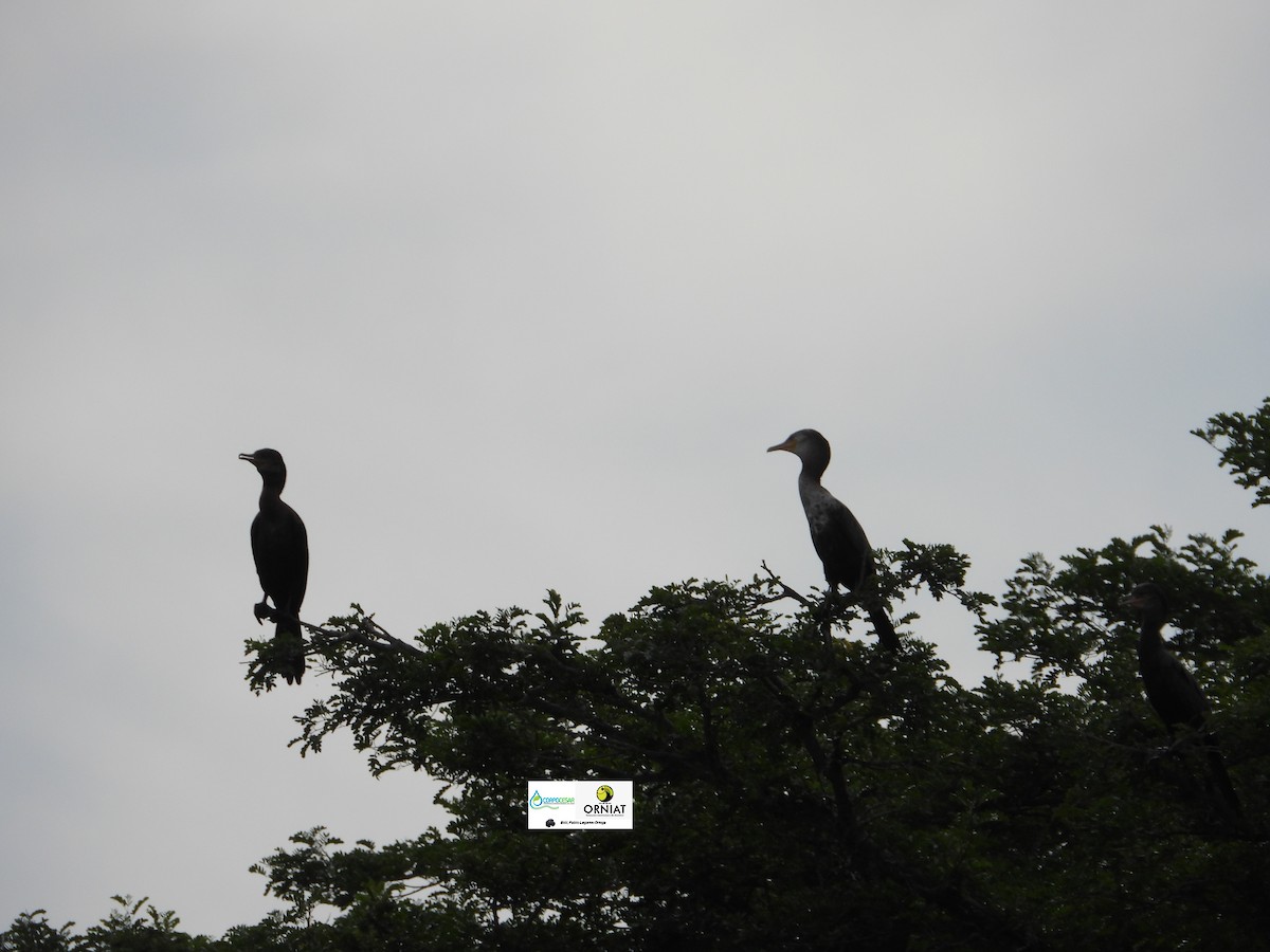 Cormorán Biguá - ML619014066