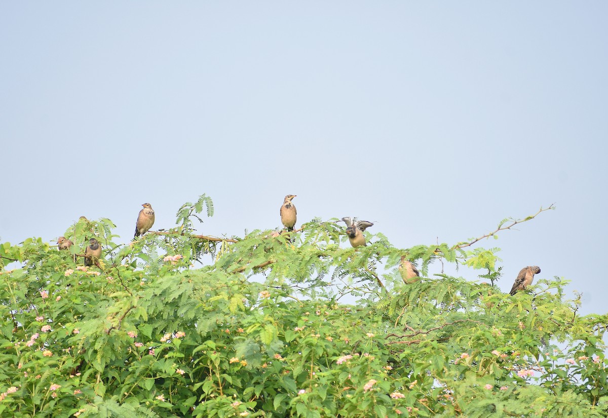 Rosy Starling - Anand Birdlife
