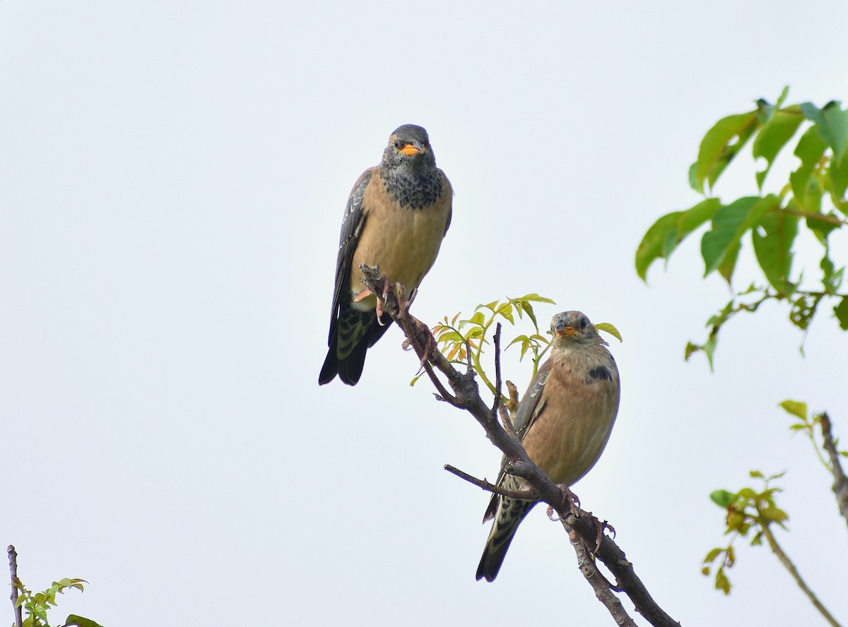 Rosy Starling - Anand Birdlife