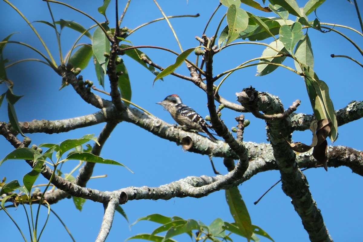 Gray-capped Pygmy Woodpecker - Oscar Vazquez