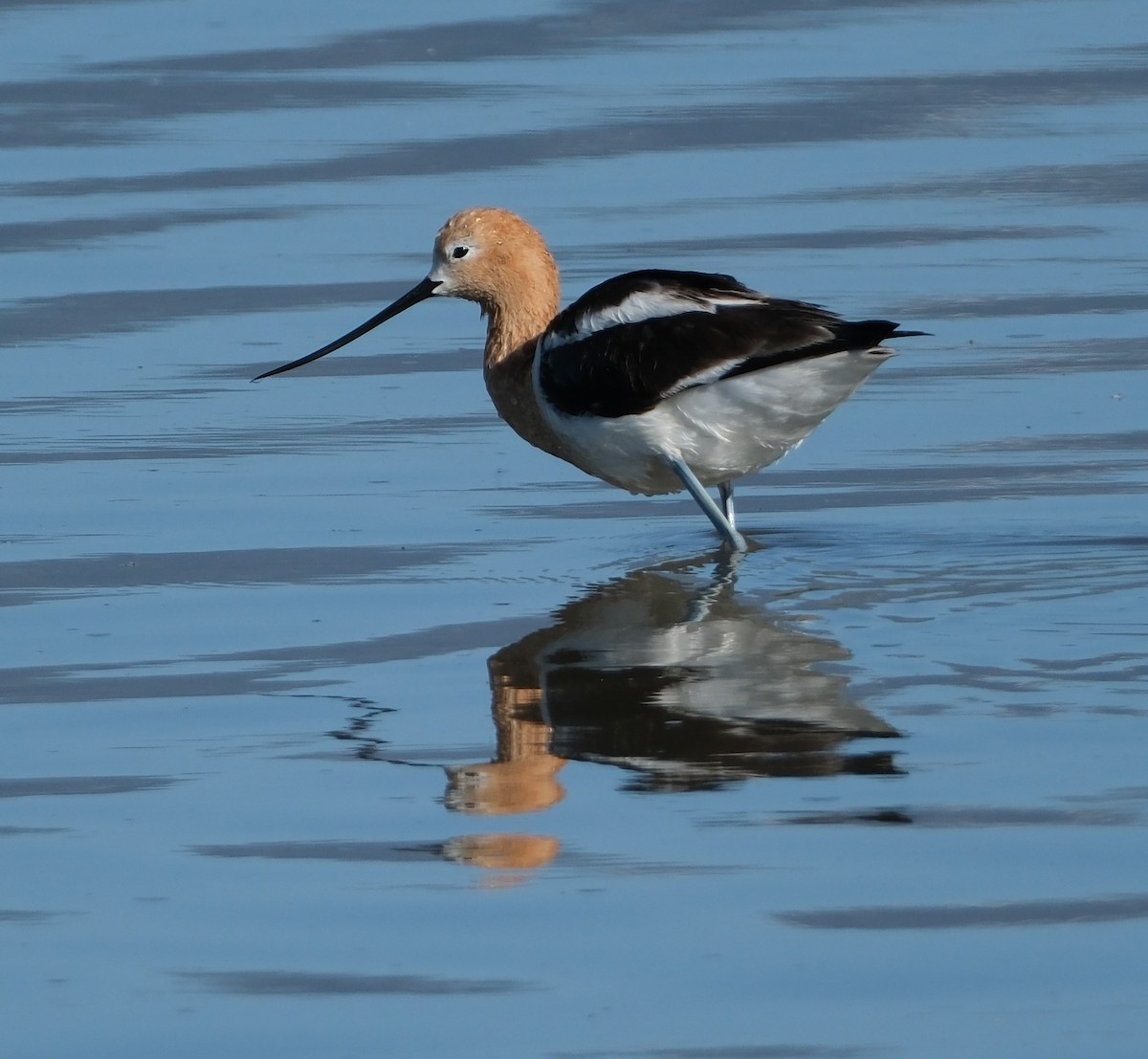 Avoceta Americana - ML619014094