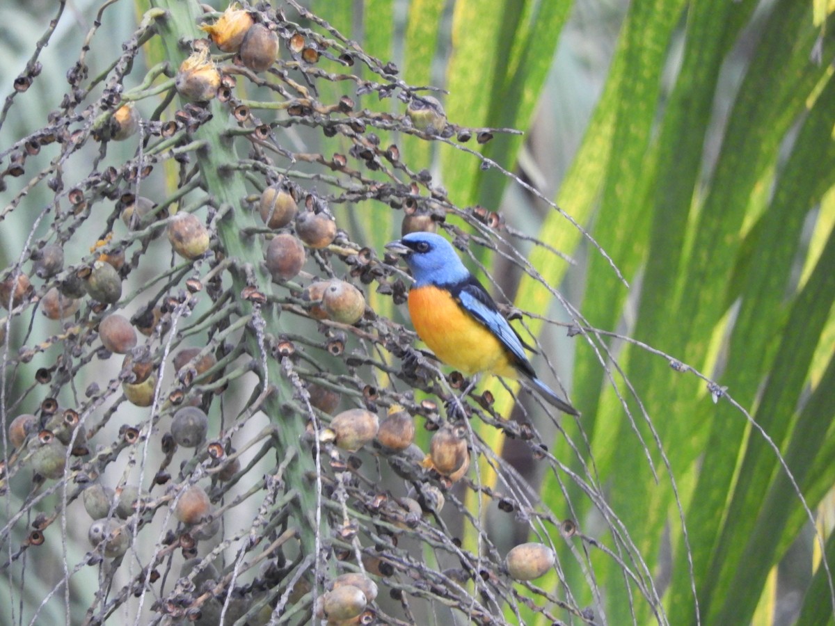 Blue-and-yellow Tanager - Pablo Mealla