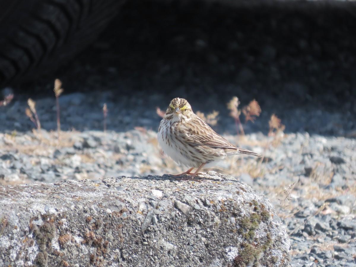 Savannah Sparrow - ML619014116