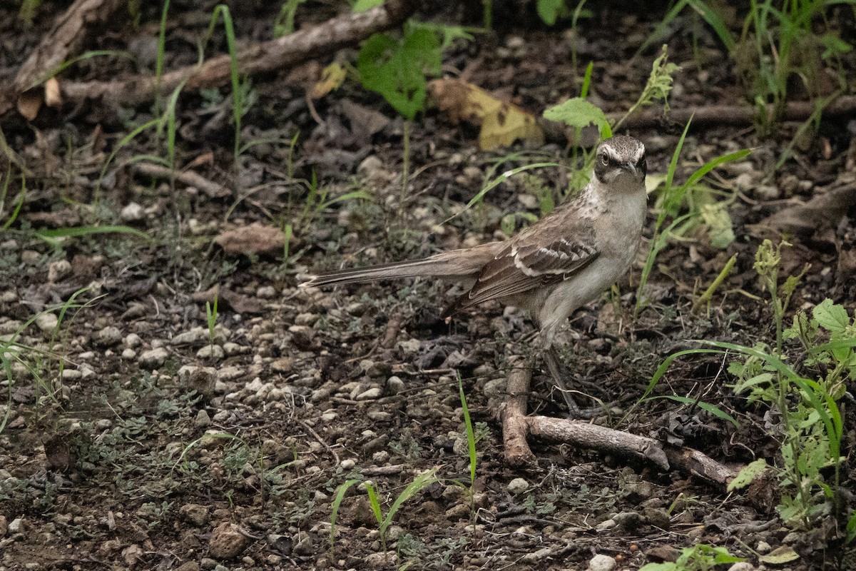 Galapagos Mockingbird - Jodi  Chambers