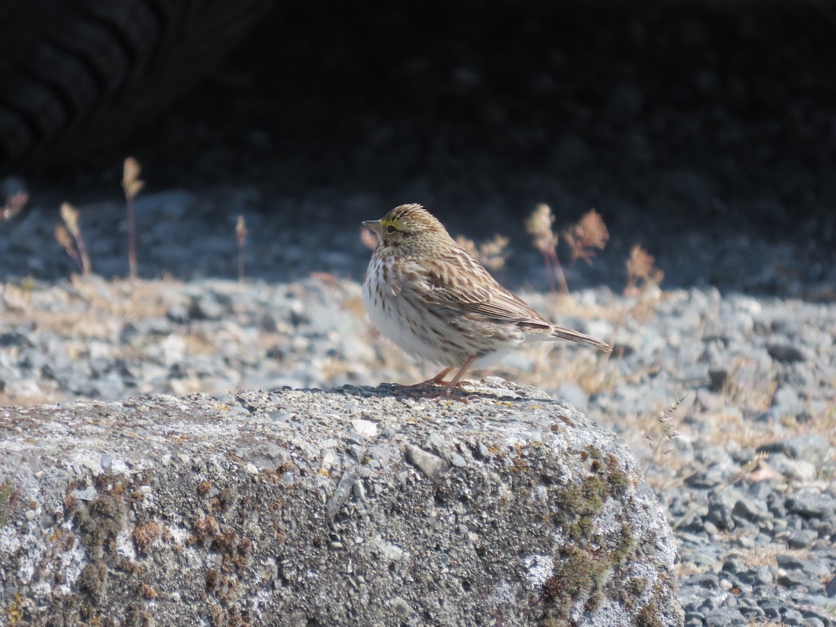 Savannah Sparrow - ML619014121
