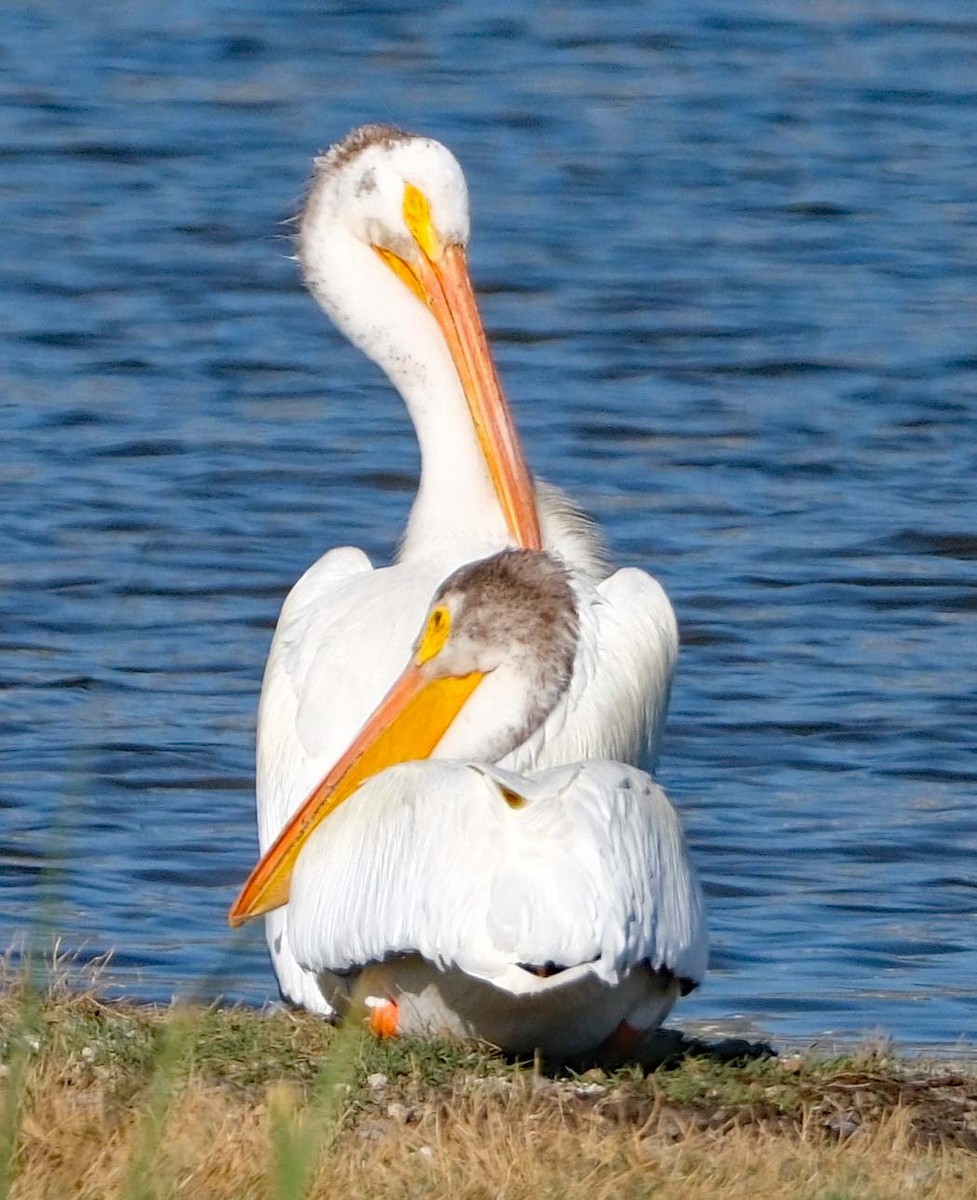 American White Pelican - Lori Bellis