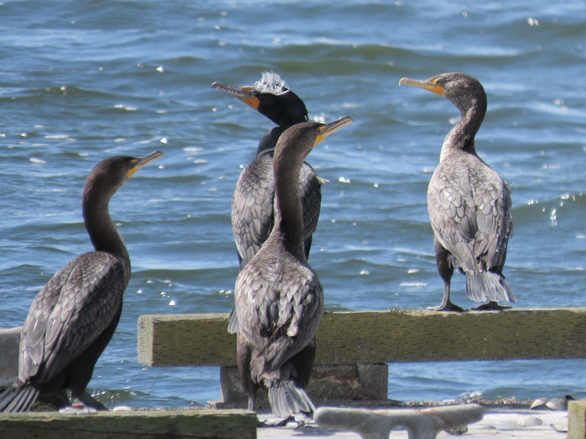 Double-crested Cormorant - ML619014149