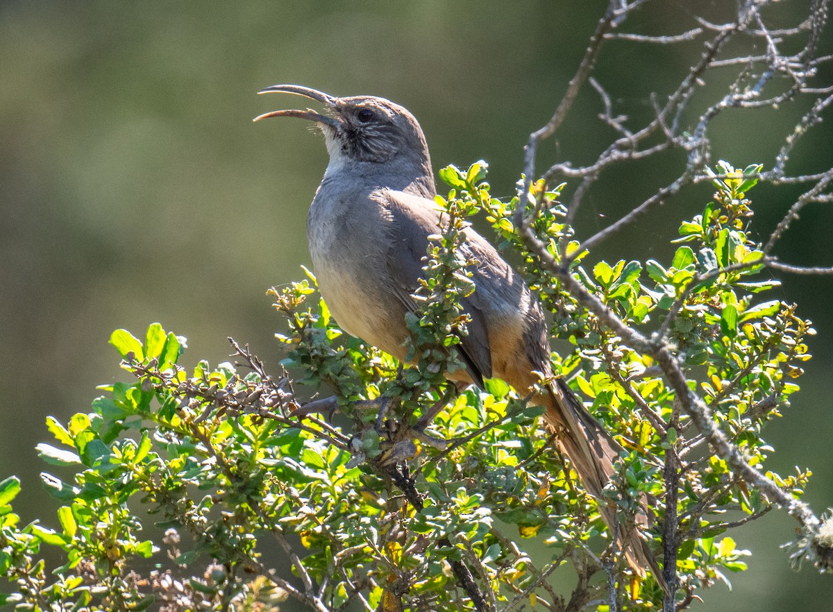 California Thrasher - Colin McGregor