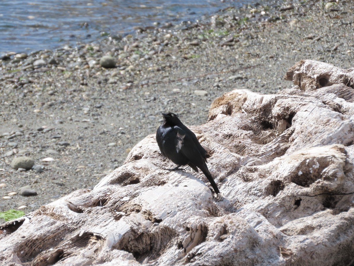 Brewer's Blackbird - Eileen LeFrancois