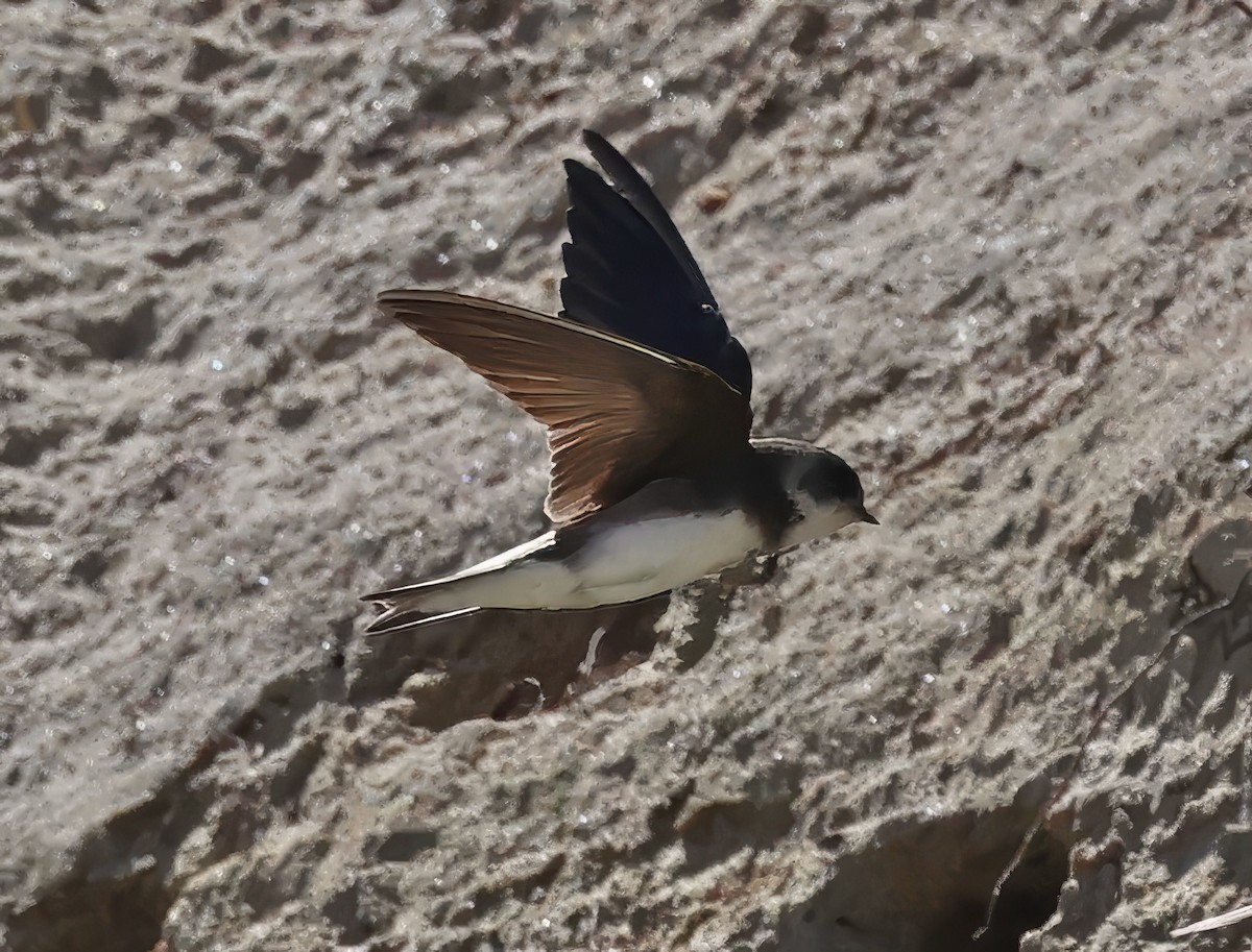 Bank Swallow - ML619014180