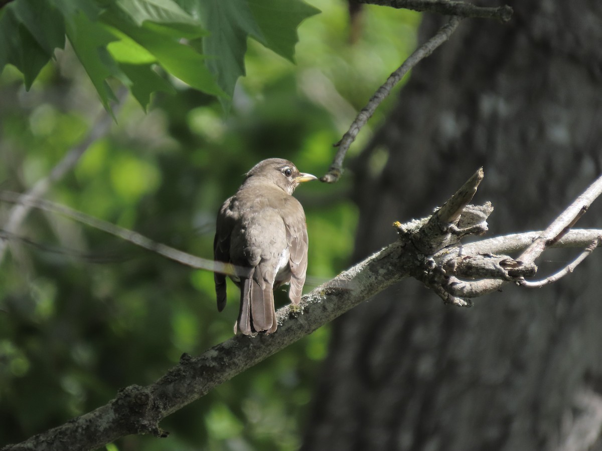 American Robin - Eileen LeFrancois