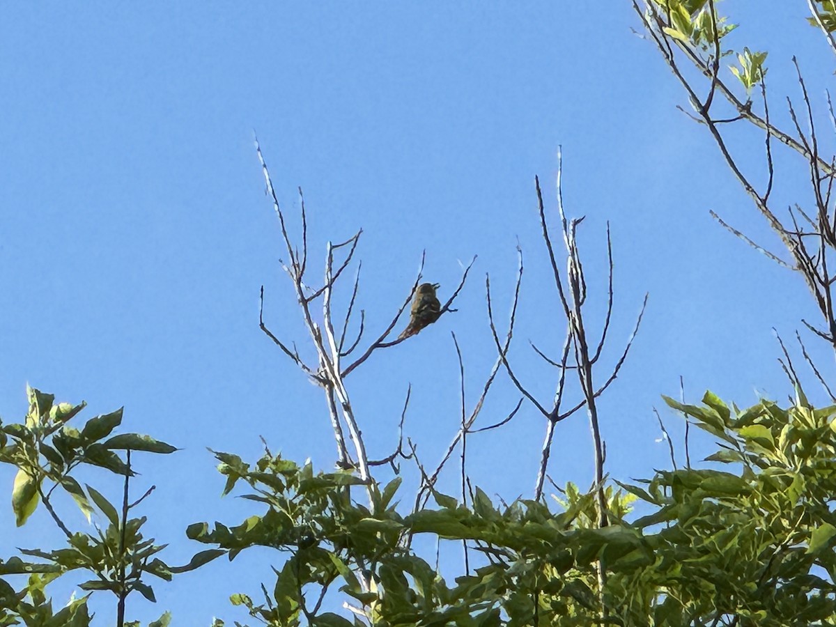 Great Crested Flycatcher - Julie Miller-Cribbs