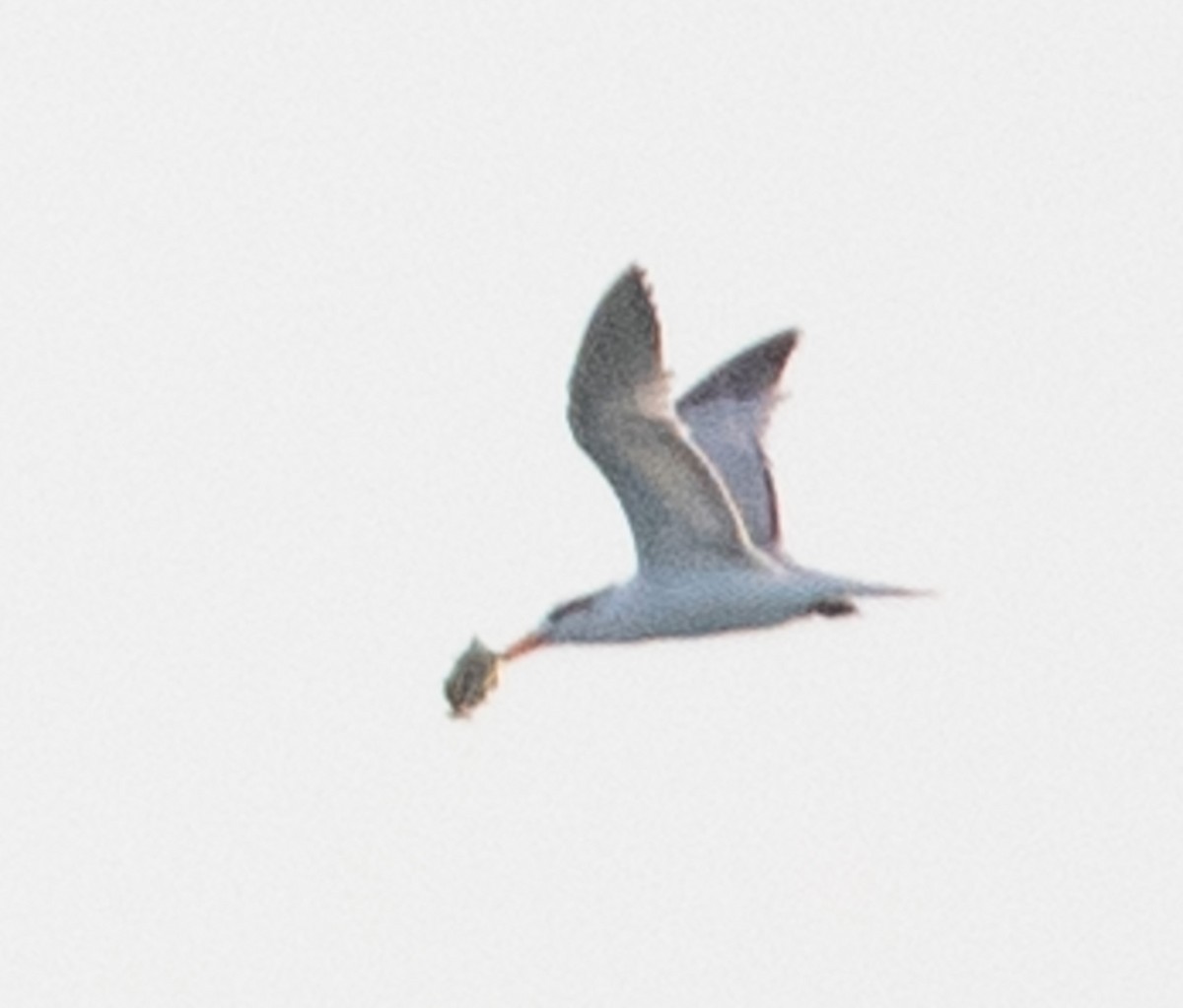 Royal Tern - Angie W