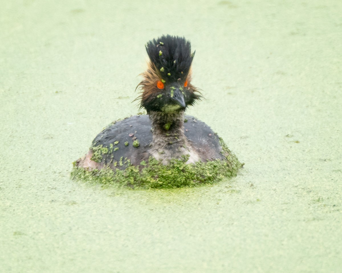 Eared Grebe - ML619014216