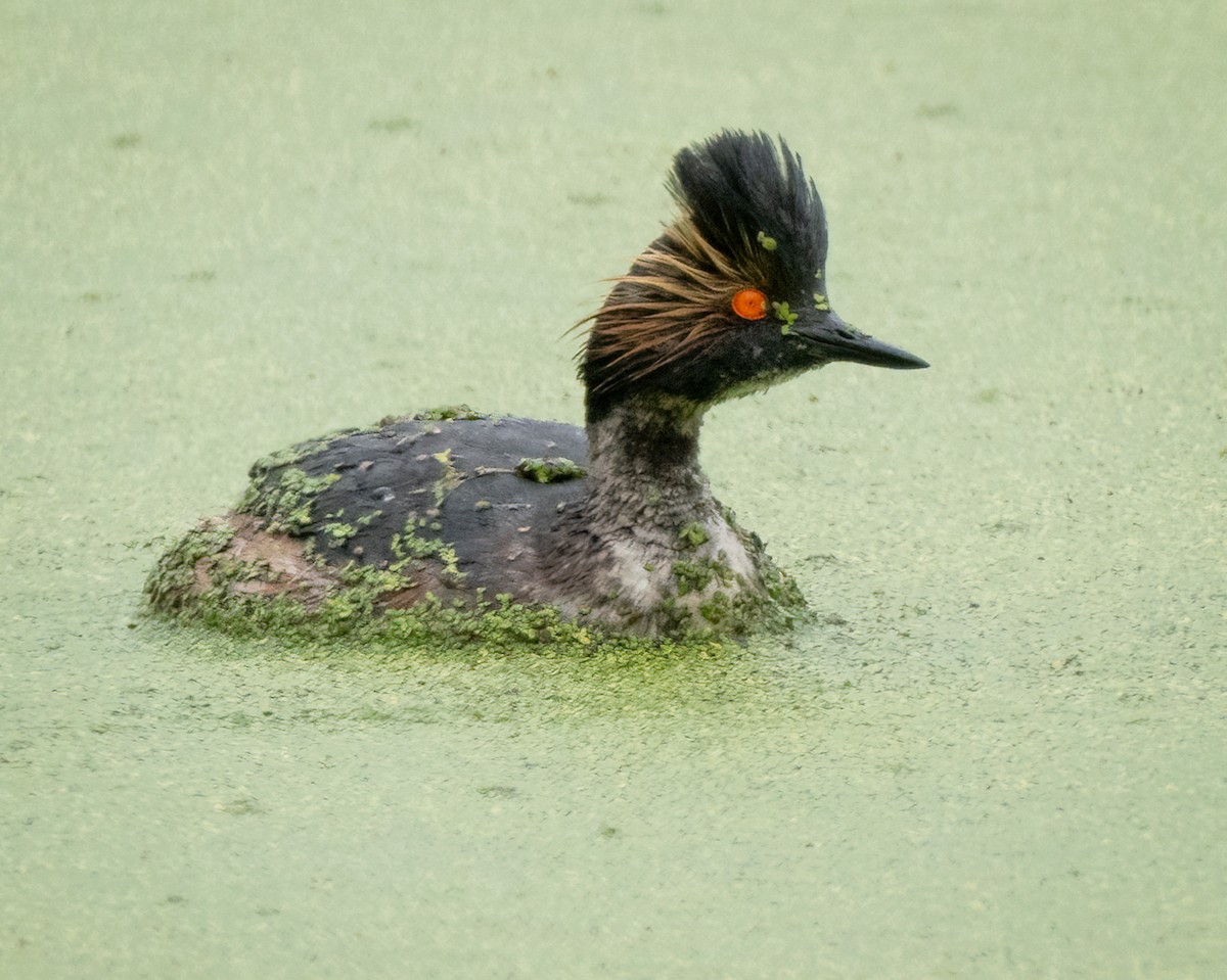 Eared Grebe - ML619014217