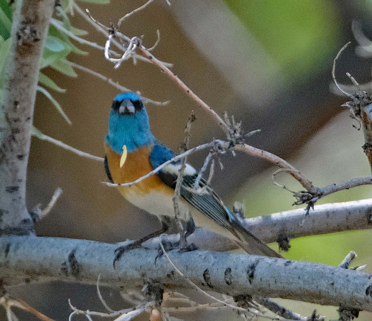 Lazuli Bunting - ML619014222