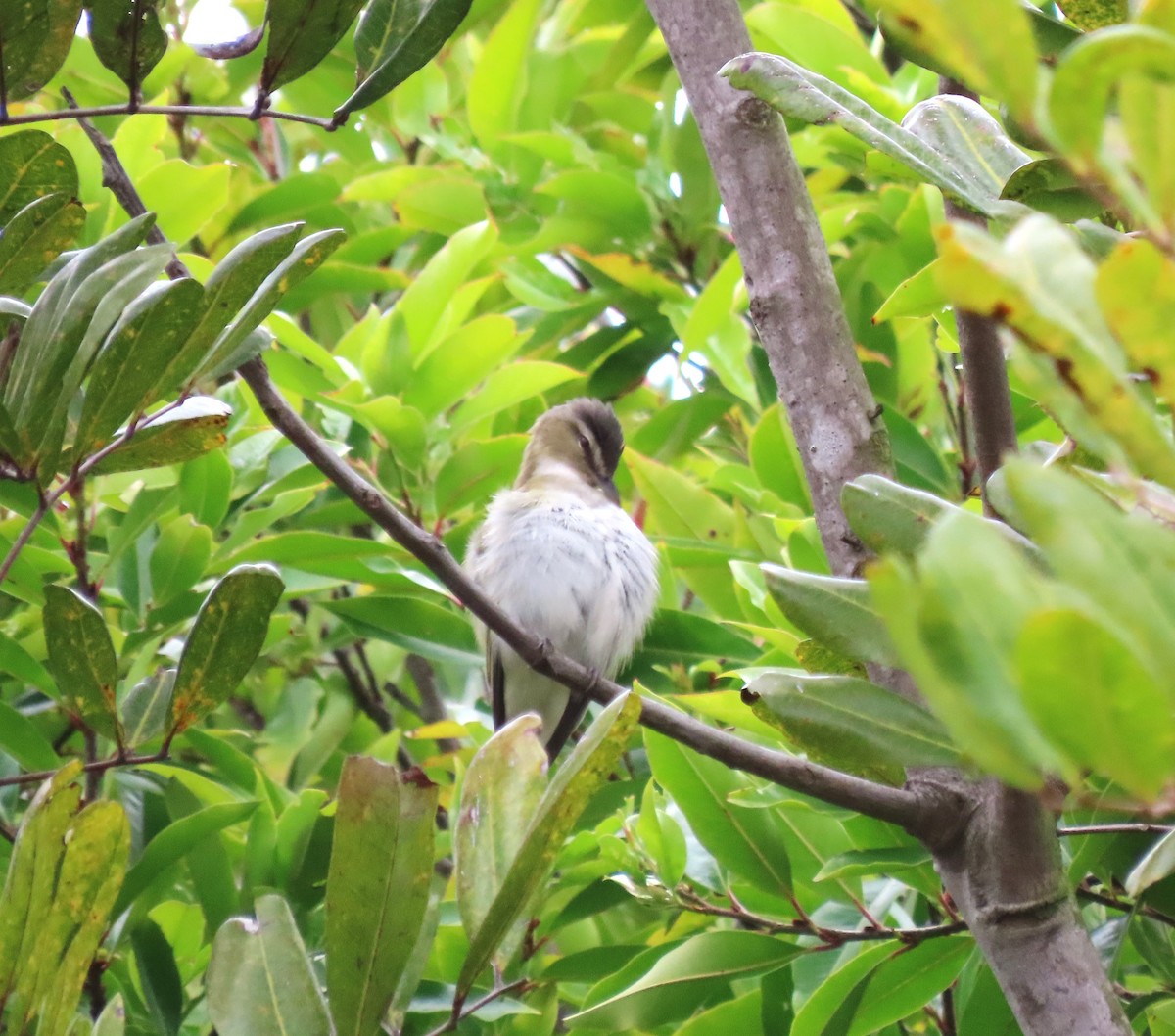 Red-eyed Vireo - ML619014225