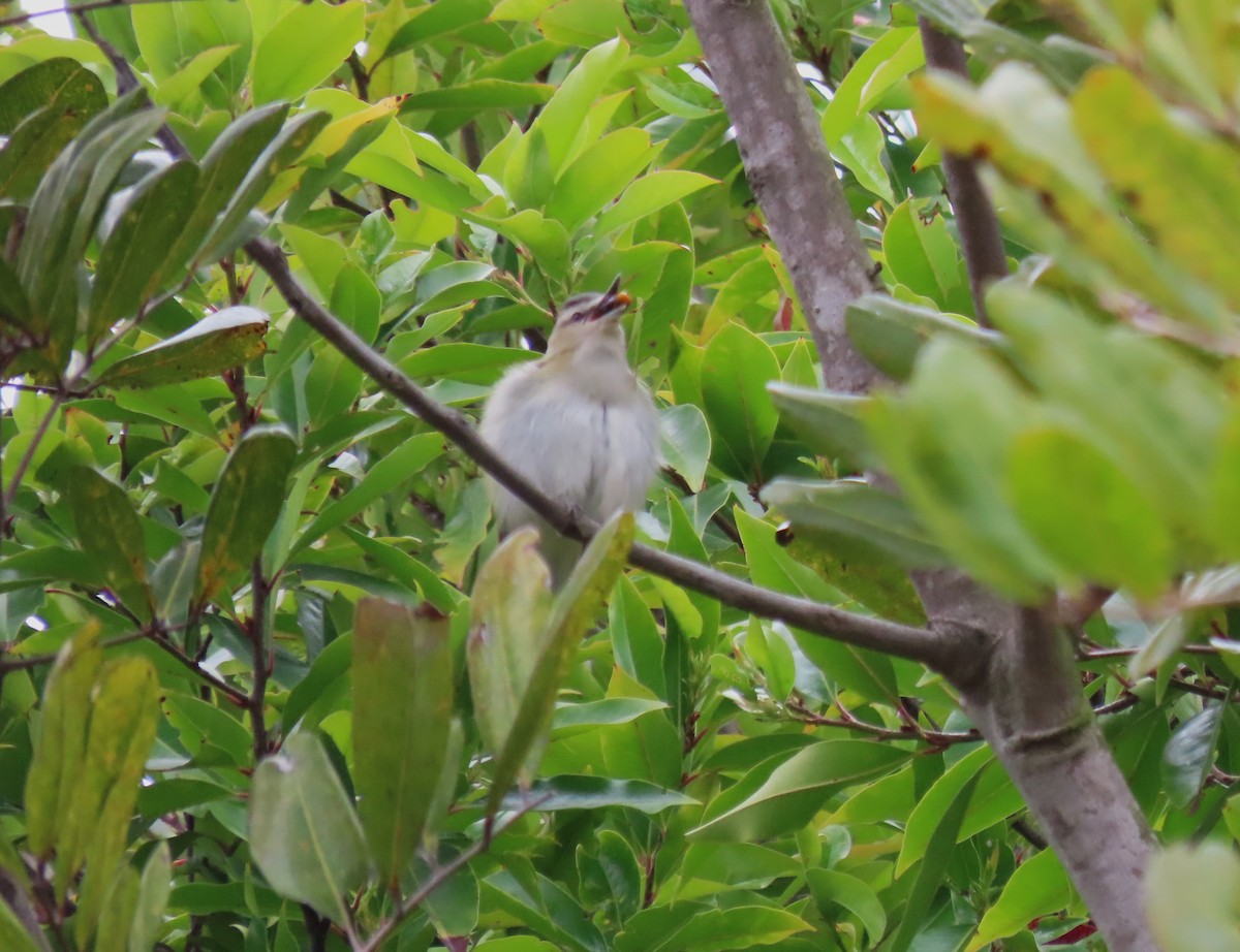 Red-eyed Vireo - Becky Turley