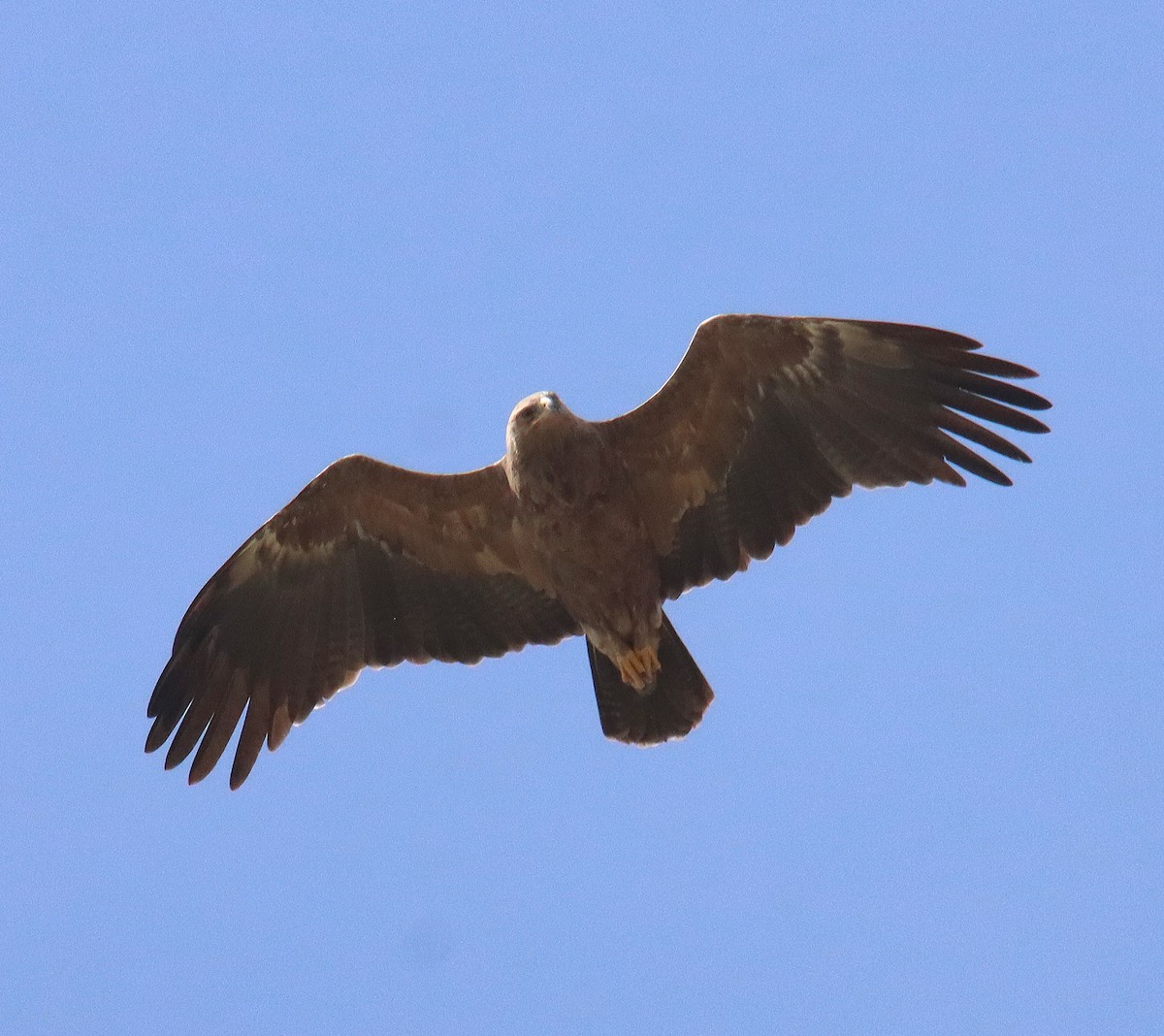 Lesser Spotted Eagle - משה נאמן